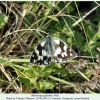 melanargia galathea pyatigorsk male3